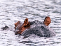 Rezerwat w Chobe (Botswana)